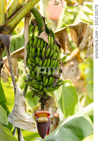 Unripe bunch of wild bananas with flower, Ranomafana national park. Madagascar 101219178
