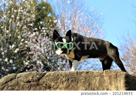 Mighty the Boston Terrier wearing sunglasses under the blue sky and pink flowers Mighty the Boston Terrier wearing sunglasses under the blue sky and pink flowers 101219655
