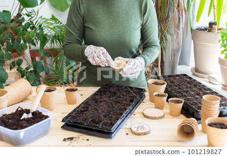 Woman planting tomato seeds at home Woman planting tomato seeds at home 101219827
