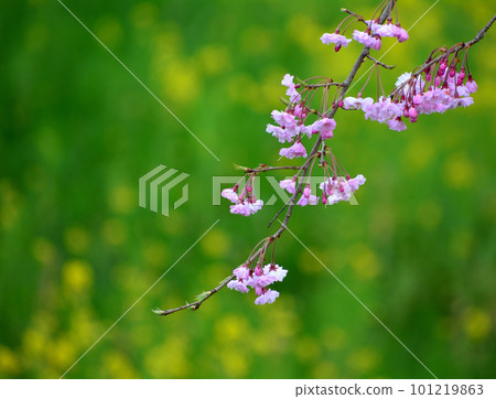 Cherry Blossoms Cherry Blossoms 101219863