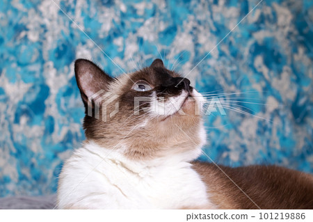 Siamese cat with blue eyes closeup portrait Siamese cat with blue eyes closeup portrait 101219886