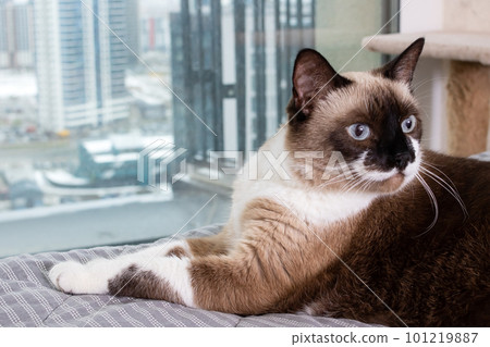 Siamese cat at the window on the background of the city Siamese cat at the window on the background of the city 101219887