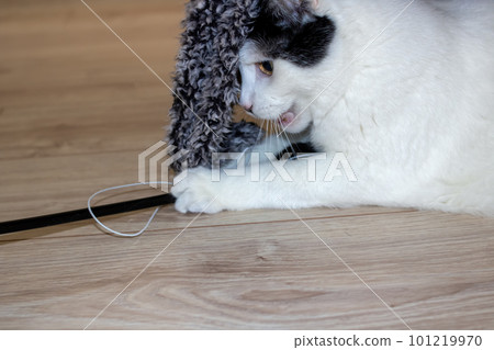 White cat playing with a toy closeup 101219970