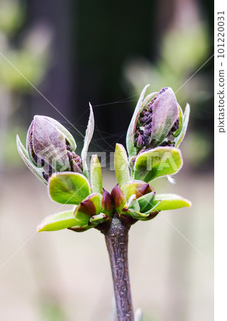 Young closed bud of lilac close up Young closed bud of lilac close up 101220031