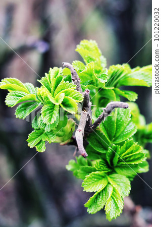 Rosehip branch with green leaves close up Rosehip branch with green leaves close up 101220032