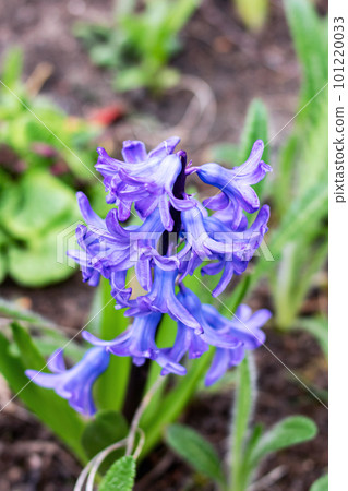 Purple flowers primrose and green leaves closeup 101220033