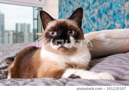 Gray cat with blue eyes lying on the bed Gray cat with blue eyes lying on the bed 101220107