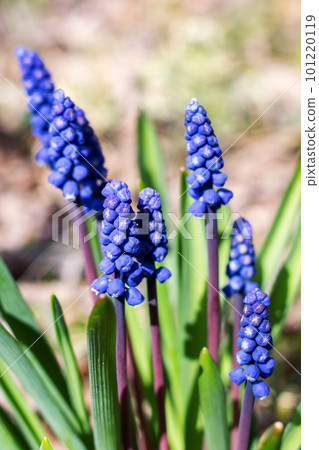 Blue flower Viper Bow in a flowerbed with green leaves Blue flower Viper Bow in a flowerbed with green leaves 101220119