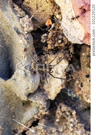 Spider on a web on a broken wall Spider on a web on a broken wall 101220120
