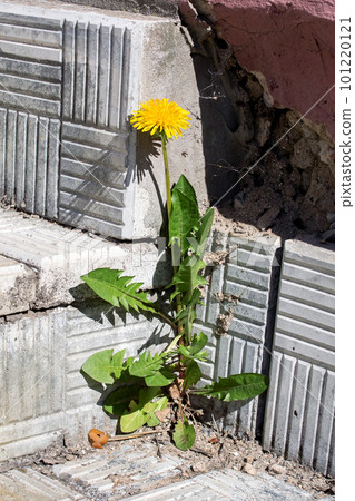 Dandelion flower with green leaves on the stairs Dandelion flower with green leaves on the stairs 101220121