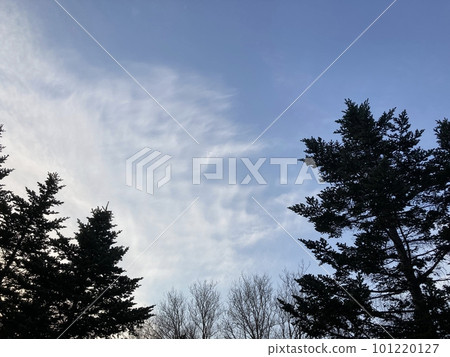 延伸在天空的樹 延伸在天空的樹 101220127