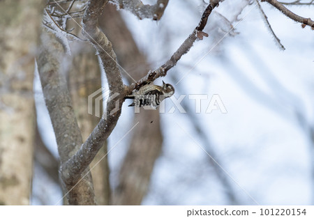 Pygmy woodpecker poking a branch in winter forest Pygmy woodpecker poking a branch in winter forest 101220154