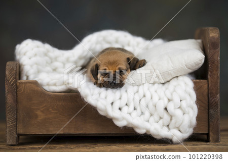 Little puppy breed is sleeping 101220398