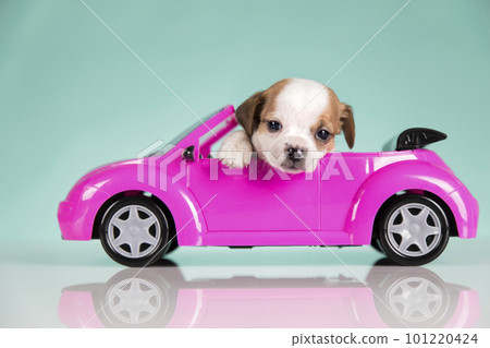 A little dog in a pink car A little dog in a pink car 101220424