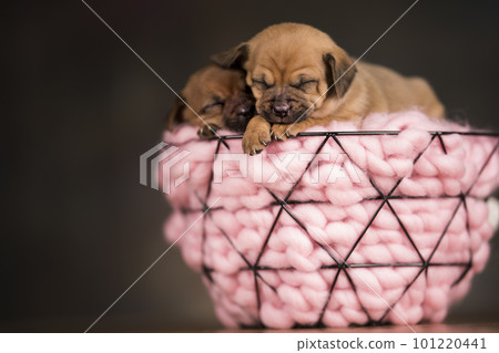 Dogs Sleeping in a metal basket Dogs Sleeping in a metal basket 101220441