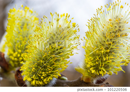 Pussy Willow on the waterside in early spring. Blur background on a sunny day. Symbol of Palm Sunday and Easter Pussy Willow on the waterside in early spring. Blur background on a sunny day. Symbol of Palm Sunday and Easter 101220506