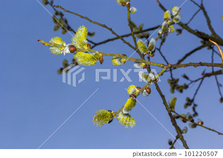 Pussy Willow on the waterside in early spring. Blur background on a sunny day. Symbol of Palm Sunday and Easter Pussy Willow on the waterside in early spring. Blur background on a sunny day. Symbol of Palm Sunday and Easter 101220507