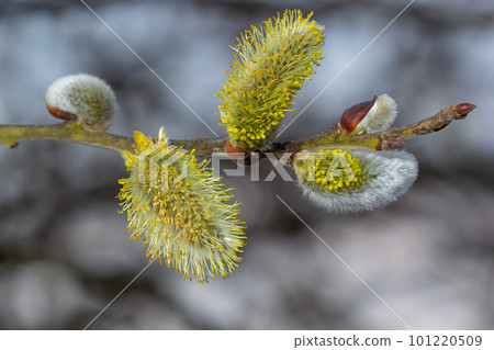 Willow Salix caprea branch with coats, fluffy willow flowers. Easter. Palm Sunday. Goat Willow Salix caprea in park, Willow Salix caprea branches with buds blossoming Willow Salix caprea branch with coats, fluffy willow flowers. Easter. Palm Sunday. Goat Willow Salix caprea in park, Willow Salix caprea branches with buds blossoming 101220509