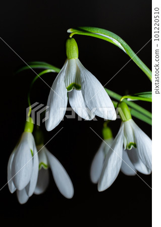Beautiful white flowers snowdrops or Galanthus bouquet in vase close-up black background. Dark moody floral wallpaper. Spring holiday greeting 101220510