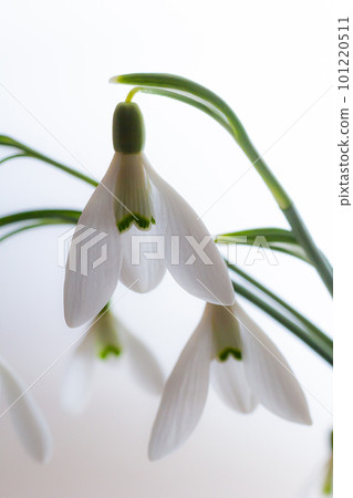 Beautiful snowdrops in wicker basket against light gray background, closeup. Floral background with spring flowers Beautiful snowdrops in wicker basket against light gray background, closeup. Floral background with spring flowers 101220511
