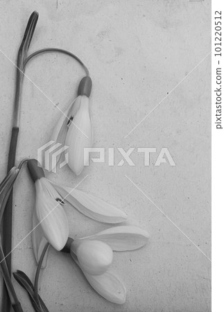 Spring flowers are snowdrops and paper for text background. Copy space, top view. Holiday card. Holiday background Spring flowers are snowdrops and paper for text background. Copy space, top view. Holiday card. Holiday background 101220512