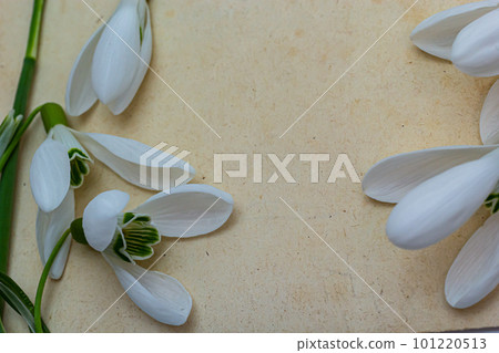 Spring flowers are snowdrops and paper for text background. Copy space, top view. Holiday card. Holiday background Spring flowers are snowdrops and paper for text background. Copy space, top view. Holiday card. Holiday background 101220513
