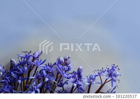Flower design - floral border made of Scilla bifolia two-leaf squill or alpine squill isolated on white background with space for text. Spring decoration 101220517