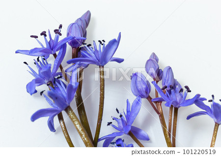Beautiful blue flowers snowdrops Scilla bifolia alpine squill, two-leaf squill on a white background with space for text. Spring decoration Beautiful blue flowers snowdrops Scilla bifolia alpine squill, two-leaf squill on a white background with space for text. Spring decoration 101220519