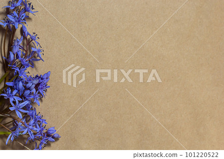 Spring blue flowers of Scilla bifolia on old yellow paper background with blank space for text. Floral frame for greeting or invitation. Spring concept in vintage style Spring blue flowers of Scilla bifolia on old yellow paper background with blank space for text. Floral frame for greeting or invitation. Spring concept in vintage style 101220522