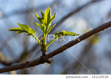 budding buds on a tree branch in early spring macro. Early spring, a twig on a blurred background. The first spring greens 101220530