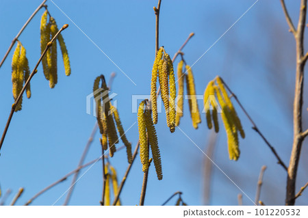 First signs of spring. Hazel, European filbert Corylus avellana opened flower buds and catkins on the eve of spring First signs of spring. Hazel, European filbert Corylus avellana opened flower buds and catkins on the eve of spring 101220532