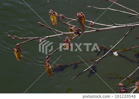 Small branch of black alder Alnus glutinosa with male catkins and female red flowers. Blooming alder in spring beautiful natural background with clear earrings and blurred background 101220548