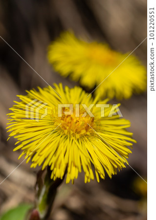 Tussilago farfara, commonly known as coltsfoot is a plant in the groundsel tribe in the daisy family Asteraceae. Flowers of a plant on a spring sunny day Tussilago farfara, commonly known as coltsfoot is a plant in the groundsel tribe in the daisy family Asteraceae. Flowers of a plant on a spring sunny day 101220551