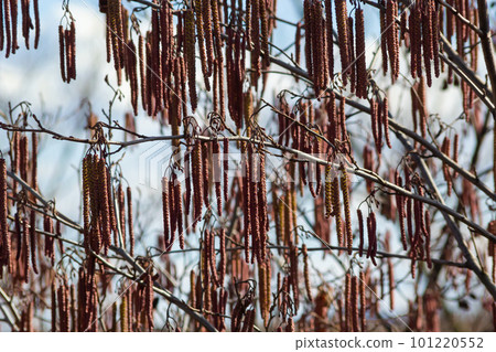 Small branch of black alder Alnus glutinosa with male catkins and female red flowers. Blooming alder in spring beautiful natural background with clear earrings and blurred background Small branch of black alder Alnus glutinosa with male catkins and female red flowers. Blooming alder in spring beautiful natural background with clear earrings and blurred background 101220552