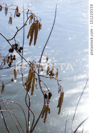Small branch of black alder Alnus glutinosa with male catkins and female red flowers. Blooming alder in spring beautiful natural background with clear earrings and blurred background 101220559