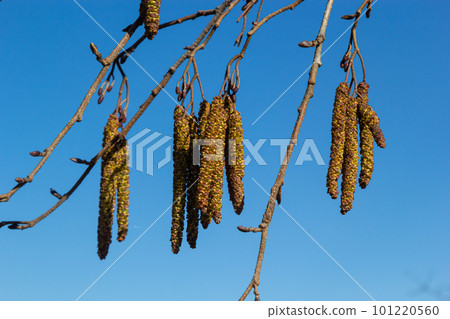Small branch of black alder Alnus glutinosa with male catkins and female red flowers. Blooming alder in spring beautiful natural background with clear earrings and blurred background 101220560