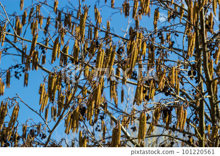 Small branch of black alder Alnus glutinosa with male catkins and female red flowers. Blooming alder in spring beautiful natural background with clear earrings and blurred background 101220561