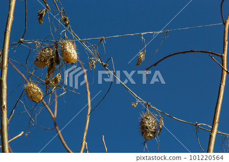 Dry spiny lobe Echinocystis lobata in winter. Dry fruits with seeds overwinter hanging on the branches of bushes 101220564