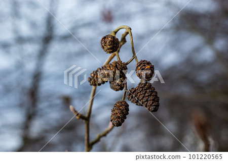 Small branch of black alder Alnus glutinosa with male catkins and female red flowers. Blooming alder in spring beautiful natural background with clear earrings and blurred background Small branch of black alder Alnus glutinosa with male catkins and female red flowers. Blooming alder in spring beautiful natural background with clear earrings and blurred background 101220565