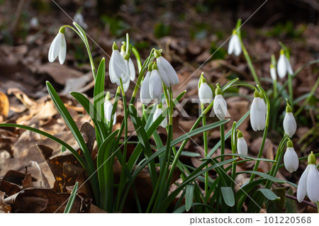 White snowdrop flowers close up. Galanthus blossoms illuminated by the sun in the green blurred background, early spring. Galanthus nivalis bulbous, perennial herbaceous plant in Amaryllidaceae family White snowdrop flowers close up. Galanthus blossoms illuminated by the sun in the green blurred background, early spring. Galanthus nivalis bulbous, perennial herbaceous plant in Amaryllidaceae family 101220568
