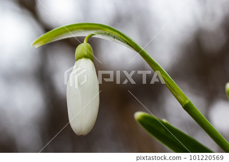 White snowdrop flowers close up. Galanthus blossoms illuminated by the sun in the green blurred background, early spring. Galanthus nivalis bulbous, perennial herbaceous plant in Amaryllidaceae family White snowdrop flowers close up. Galanthus blossoms illuminated by the sun in the green blurred background, early spring. Galanthus nivalis bulbous, perennial herbaceous plant in Amaryllidaceae family 101220569