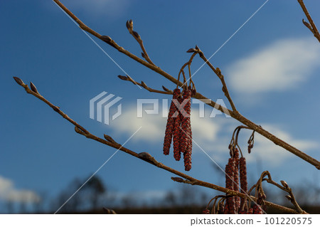 Small branch of black alder Alnus glutinosa with male catkins and female red flowers. Blooming alder in spring beautiful natural background with clear earrings and blurred background 101220575
