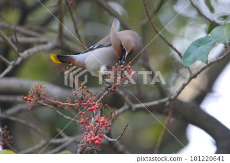 Beautiful winter migratory Kirenjak eating red nut Beautiful winter migratory Kirenjak eating red nut 101220641