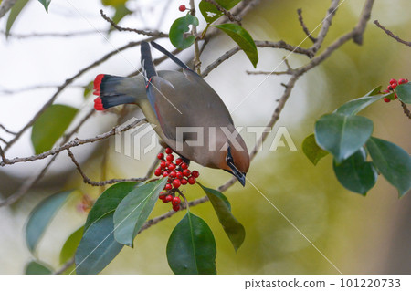 A flock of beautiful winter migratory birds visiting a nearby park 101220733