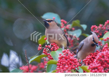 A flock of beautiful winter migratory birds visiting a nearby park 101220739