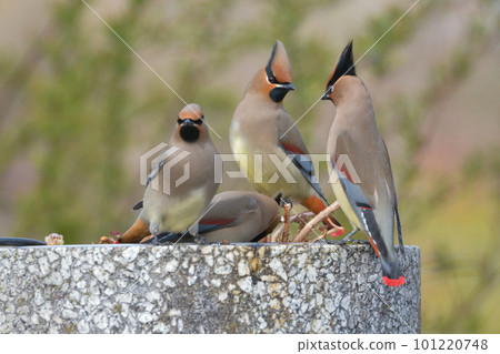 A flock of beautiful winter migratory birds visiting a nearby park 101220748