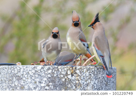 A flock of beautiful winter migratory birds visiting a nearby park 101220749