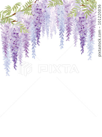 Watercolor hand drawn beautiful wisteria flower illustration 101220836