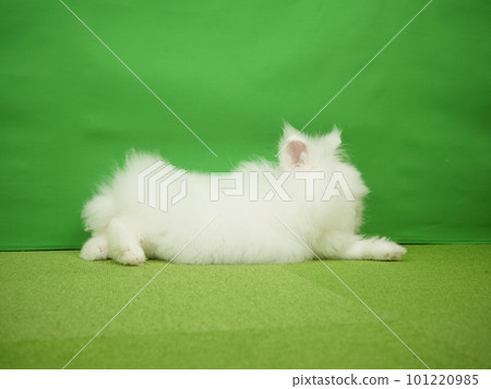側向白獅兔 側向白獅兔 101220985