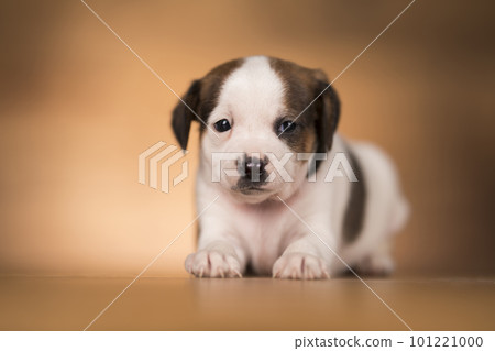 Dog on a wooden background 101221000